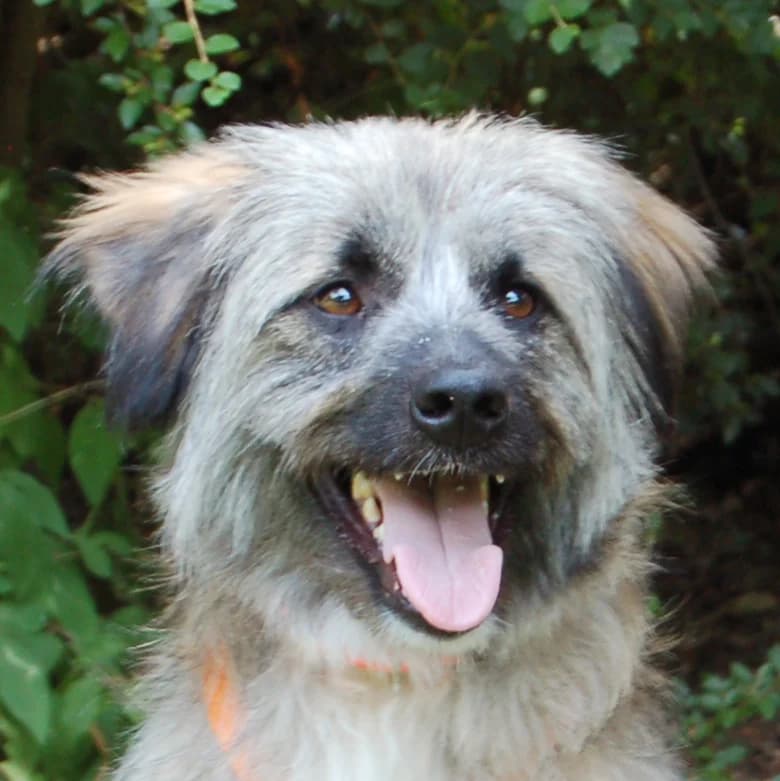 Hubsi, male Mixed Breed for adoption at Tierhilfe Franken e.V., Lauf