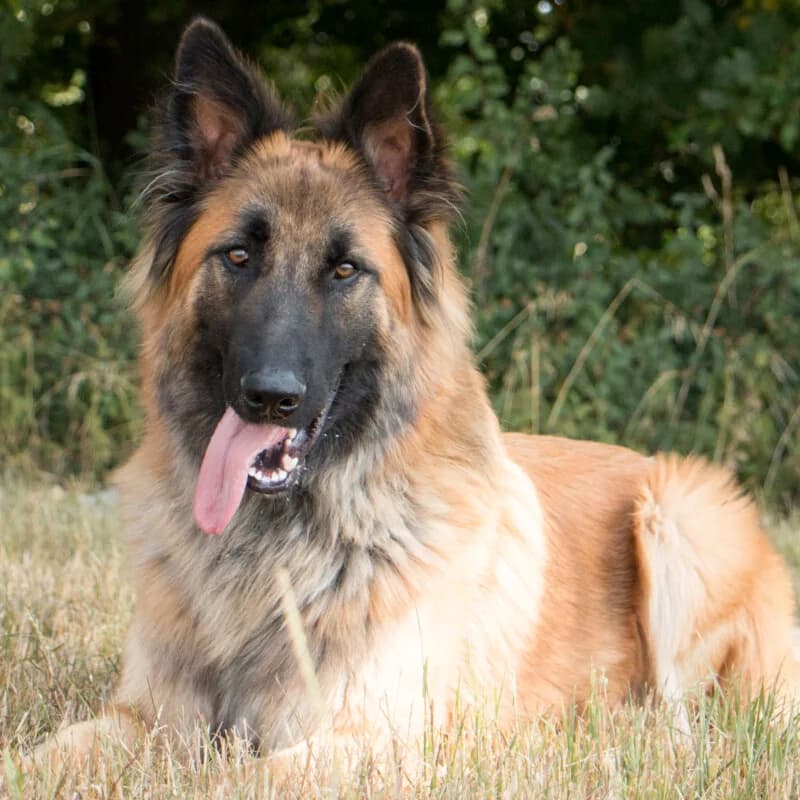 Samato, male Mixed Breed for adoption at Tierhilfe Franken e.V., Lauf
