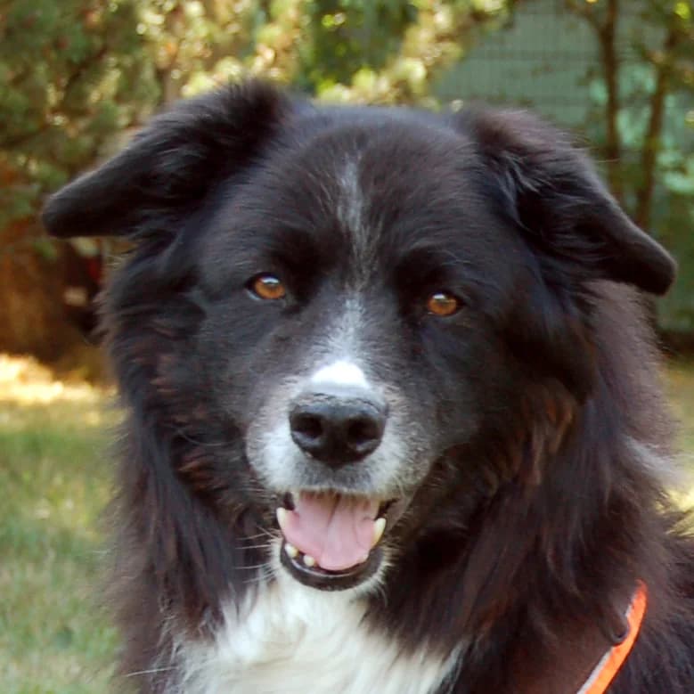 Lucky Lu, male Mixed Breed for adoption at Tierhilfe Franken e.V., Lauf
