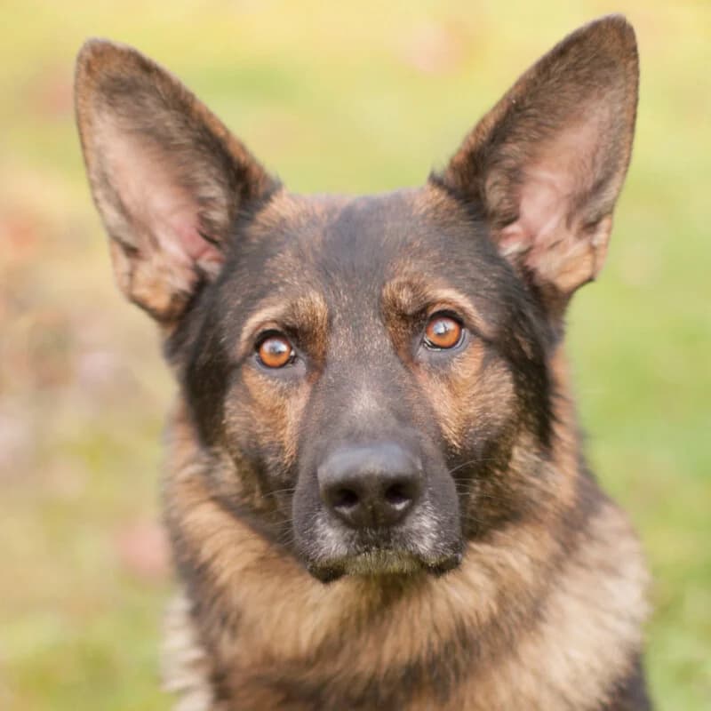 Lupos, male Mixed Breed for adoption at Tierhilfe Franken e.V., Lauf