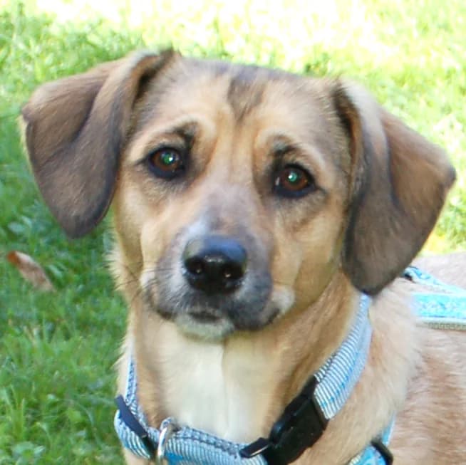 Locita, male Mixed Breed for adoption at Tierhilfe Franken e.V., Lauf