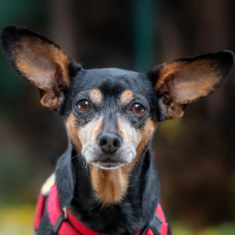 Lillifee, female Mixed Breed for adoption at Tierhilfe Franken e.V., Lauf