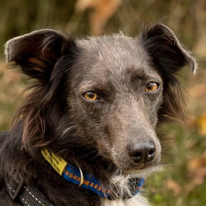 Spitzilein, female Mixed Breed for adoption at Tierhilfe Franken e.V., Lauf