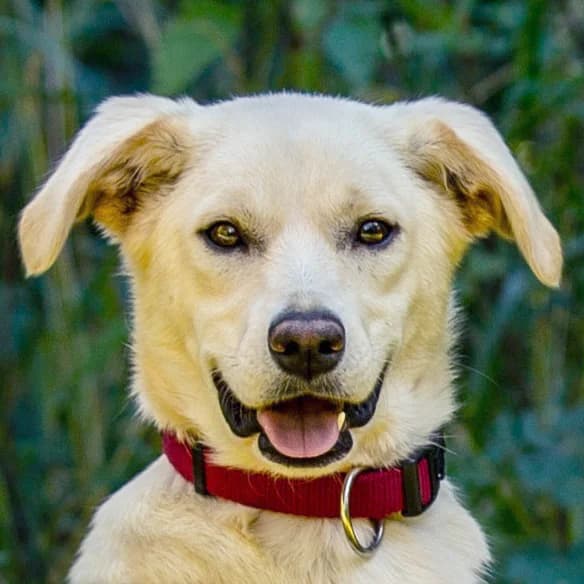 Mon Ami, female Mixed Breed for adoption at Tierhilfe Franken e.V., Lauf