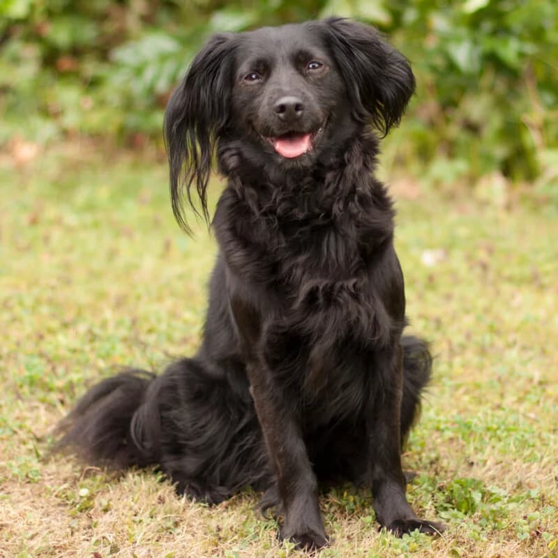 Amy Mu, female Mixed Breed for adoption at Tierhilfe Franken e.V., Lauf