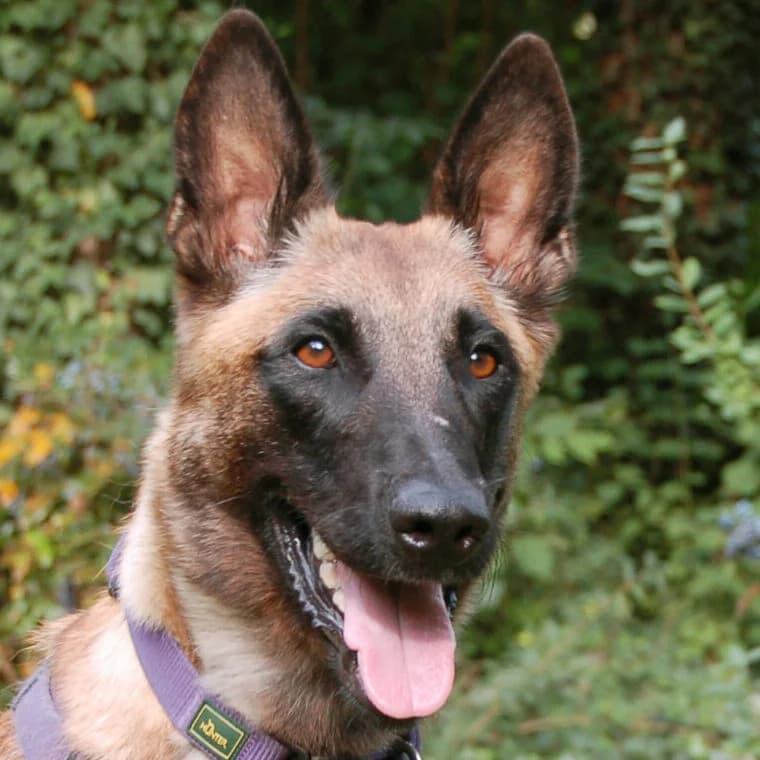 Jarina, female Mixed Breed for adoption at Tierhilfe Franken e.V., Lauf
