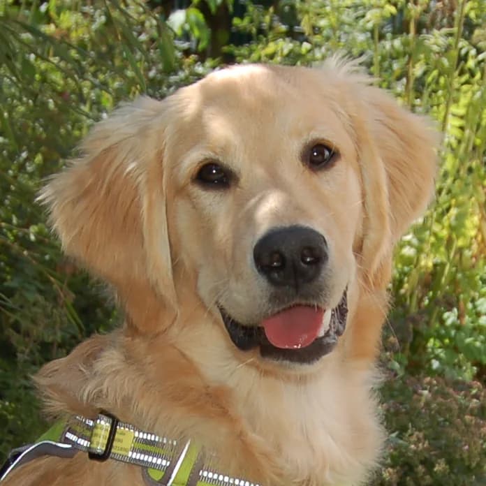 Vinnie-Boy, male Mixed Breed for adoption at Tierhilfe Franken e.V., Lauf