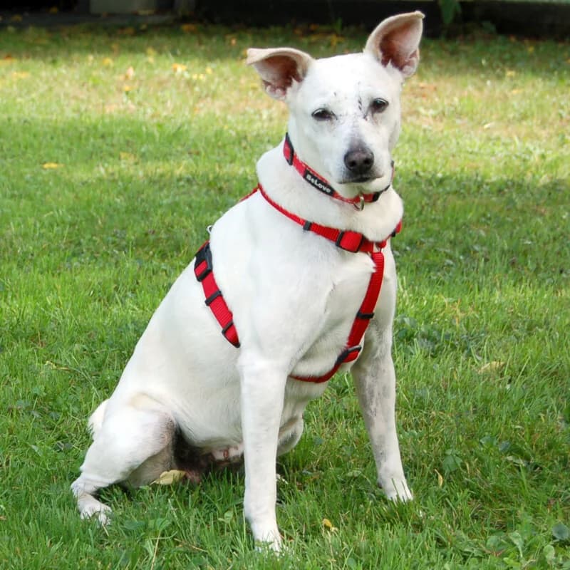 Celine 💕, female Mixed Breed for adoption at Tierhilfe Franken e.V., Lauf