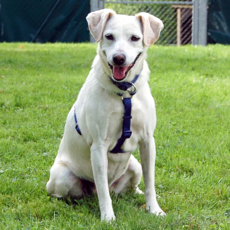 Belissa 💕, female Mixed Breed for adoption at Tierhilfe Franken e.V., Lauf