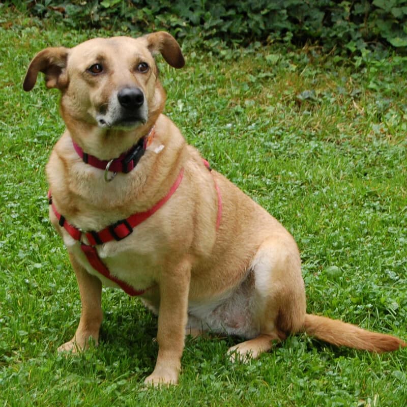 Millana, female Mixed Breed for adoption at Tierhilfe Franken e.V., Lauf