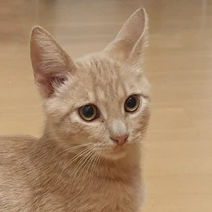 Pepe, male Mixed Breed for adoption at Tierhilfe Franken e.V., Lauf