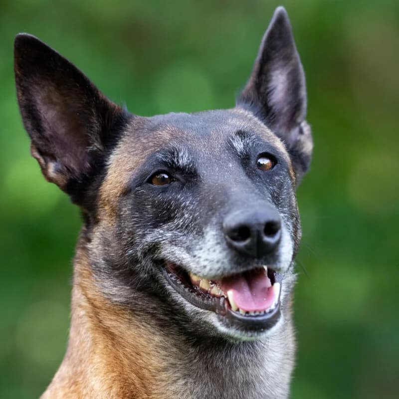 Emma Indiana, female Mixed Breed for adoption at Tierhilfe Franken e.V., Lauf