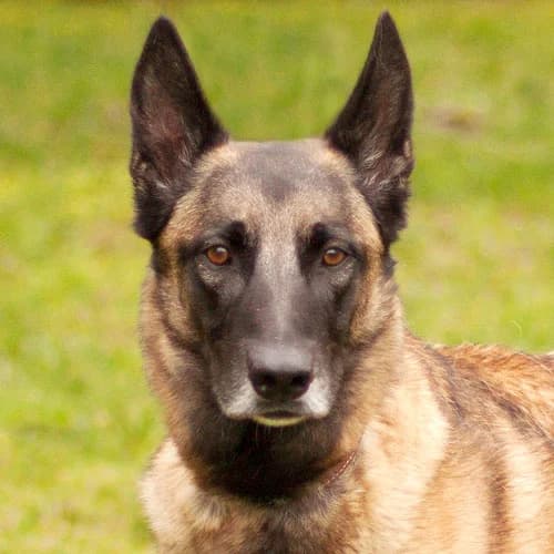 Osi, gold male Mixed Breed for adoption at Tierhilfe Franken e.V., Lauf