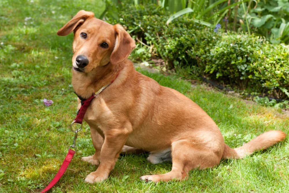 Osio, Mixed Breed for adoption at Tierhilfe Franken e.V., Lauf