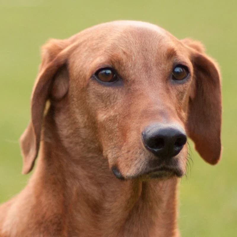 Tommino, male Mixed Breed for adoption at Tierhilfe Franken e.V., Lauf