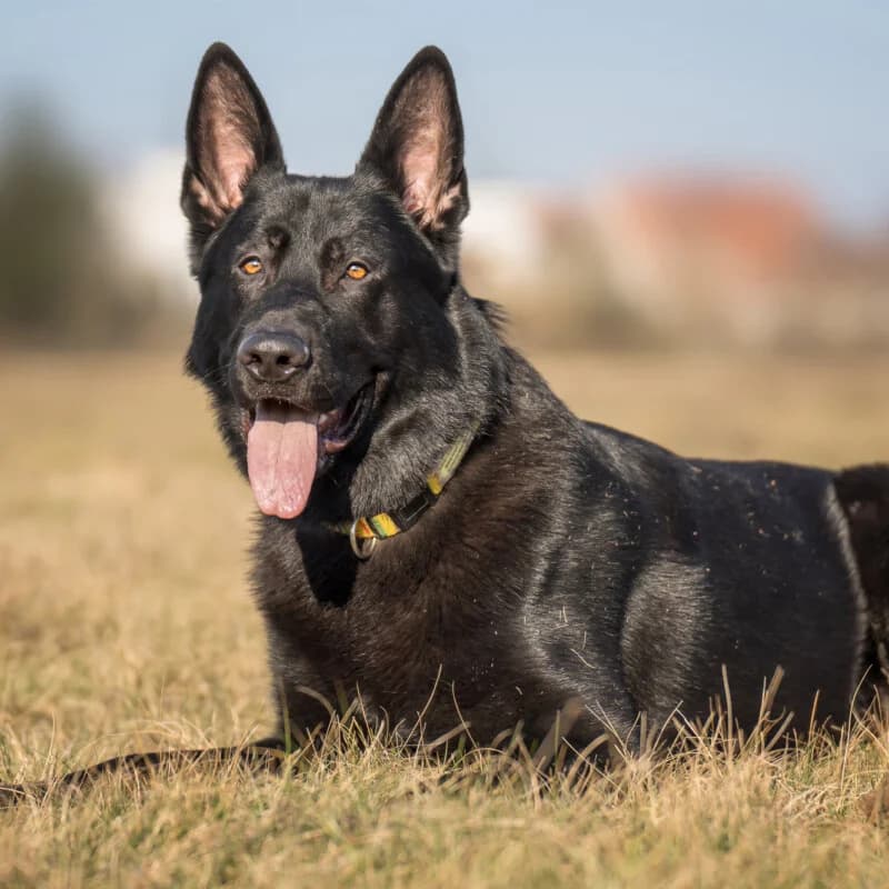 Twiggers, male Mixed Breed for adoption at Tierhilfe Franken e.V., Lauf