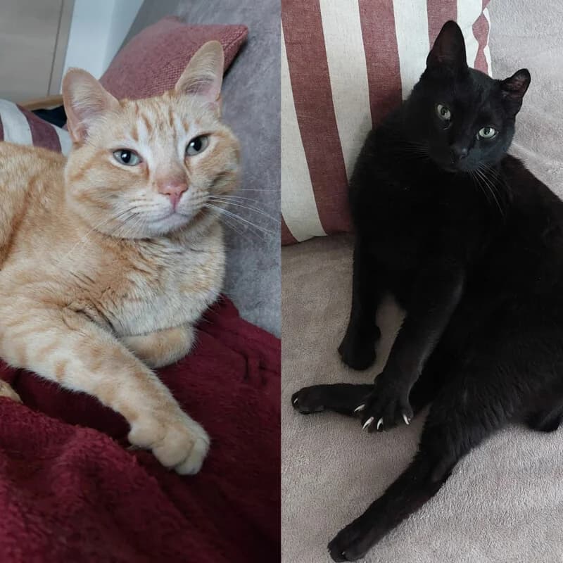 Pi & Leon, schwarz male 6yo Mixed Breed for adoption at Tierhilfe Franken e.V., Lauf
