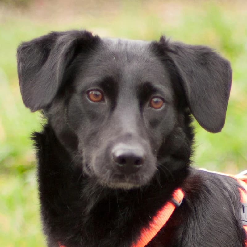 Lorena, female Mixed Breed for adoption at Tierhilfe Franken e.V., Lauf