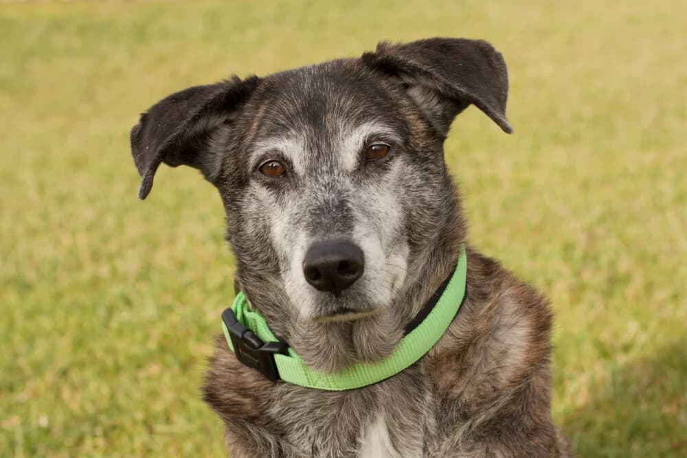 Wimbley, female Mixed Breed for adoption at Tierhilfe Franken e.V., Lauf