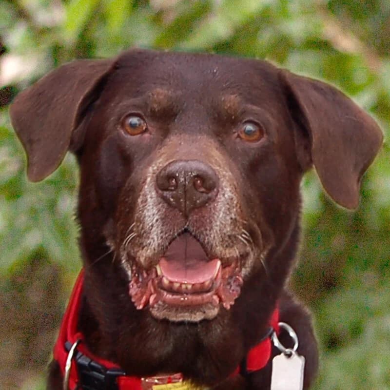 Patenhund * Charlo, senior Mixed Breed for adoption at Tierhilfe Franken e.V., Lauf
