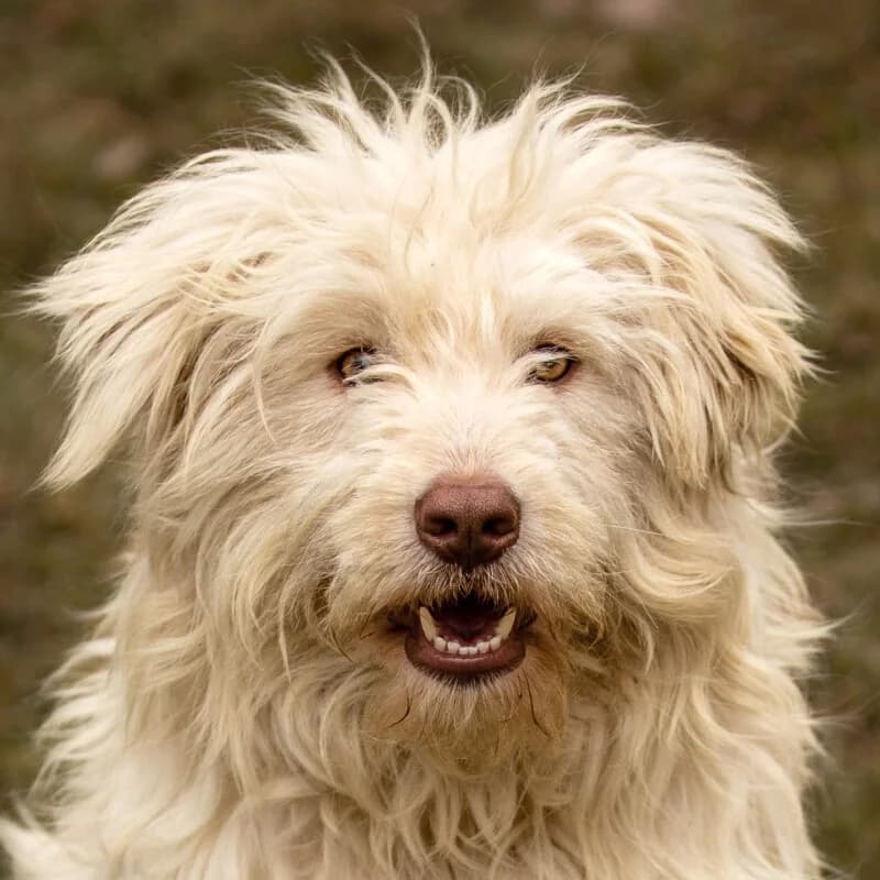 Hopie, female Mixed Breed for adoption at Tierhilfe Franken e.V., Lauf