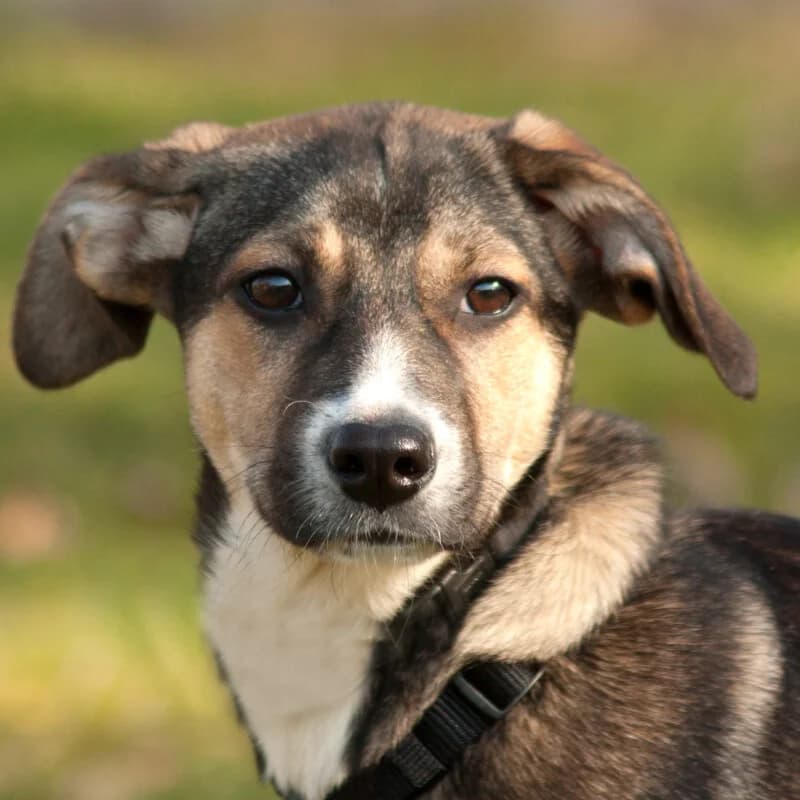 Sanita, female Mixed Breed for adoption at Tierhilfe Franken e.V., Lauf