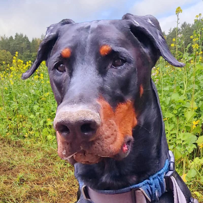 Patenhund * Jason mit Video, male 3yo Mixed Breed for adoption at Tierhilfe Franken e.V., Lauf