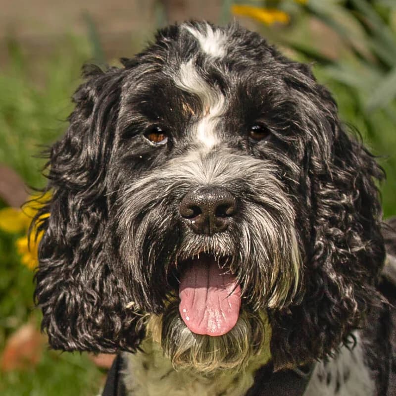 Quito, Mixed Breed for adoption at Tierhilfe Franken e.V., Lauf