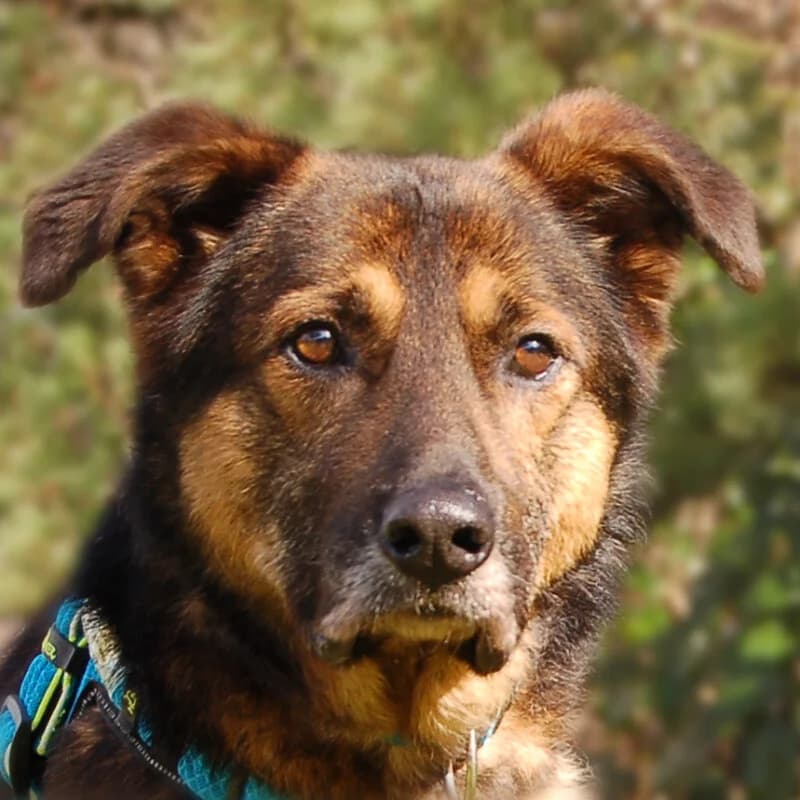 Moha, male Mixed Breed for adoption at Tierhilfe Franken e.V., Lauf