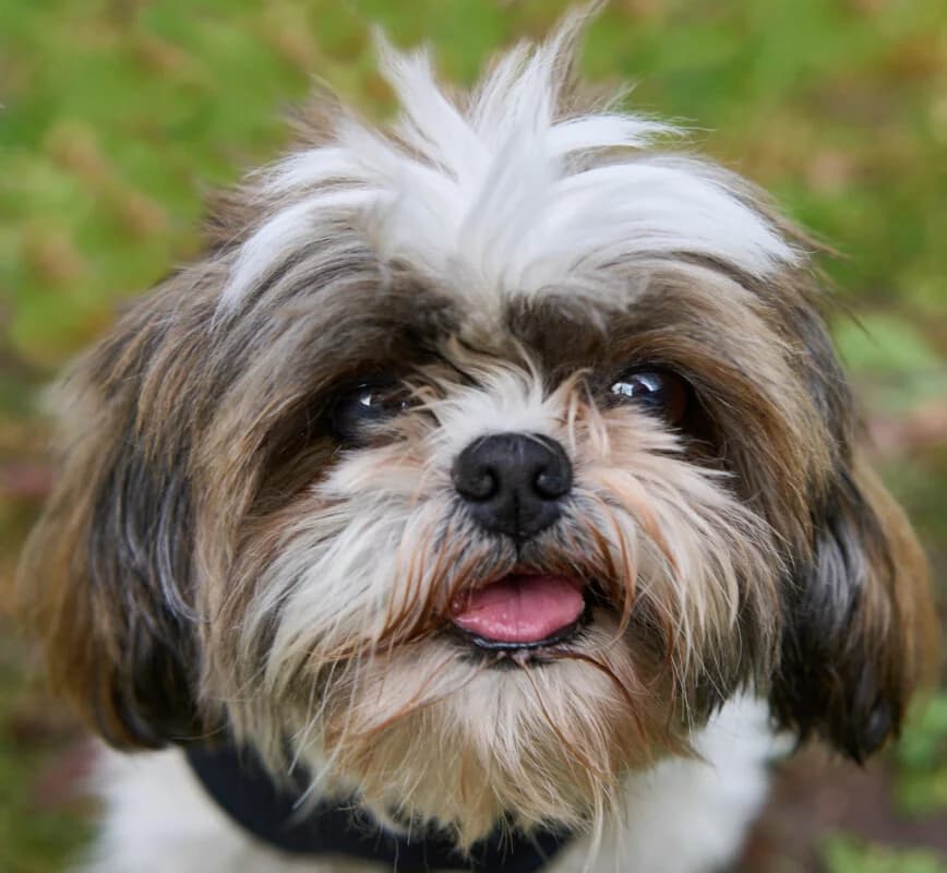Patenhund * Hoki, Mixed Breed for adoption at Tierhilfe Franken e.V., Lauf