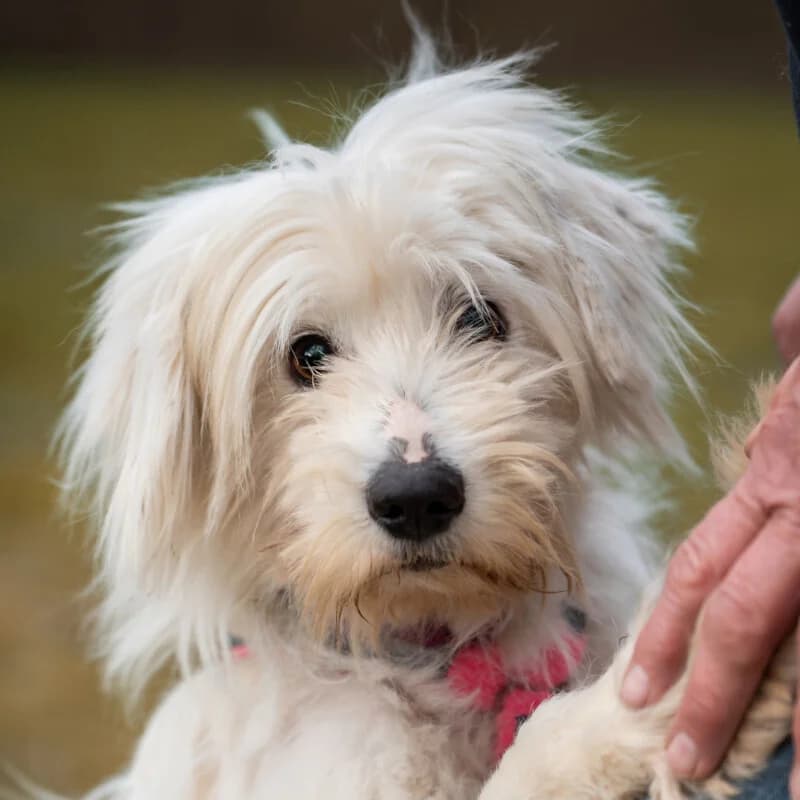 Hopeful, female Mixed Breed for adoption at Tierhilfe Franken e.V., Lauf