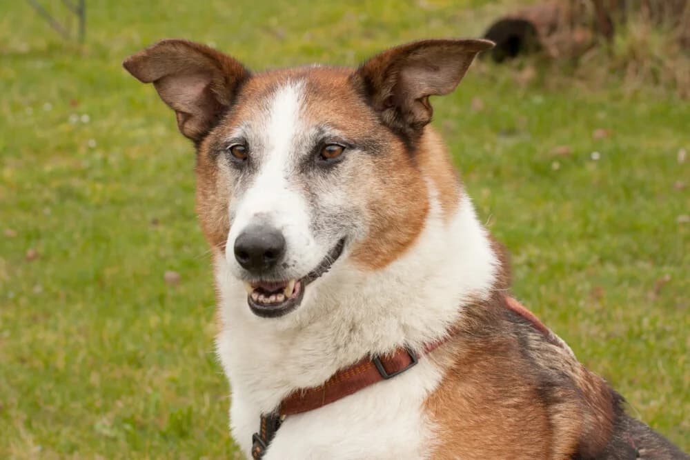 Cosmo, male Mixed Breed for adoption at Tierhilfe Franken e.V., Lauf