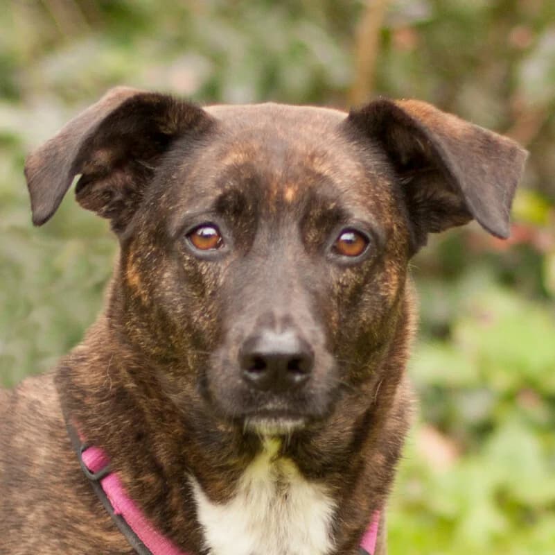 Genna, female Mixed Breed for adoption at Tierhilfe Franken e.V., Lauf