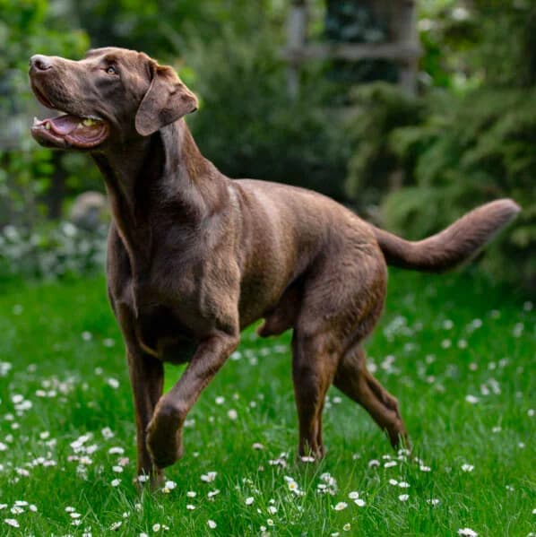 Bronco, senior Mixed Breed for adoption at Tierhilfe Franken e.V., Lauf