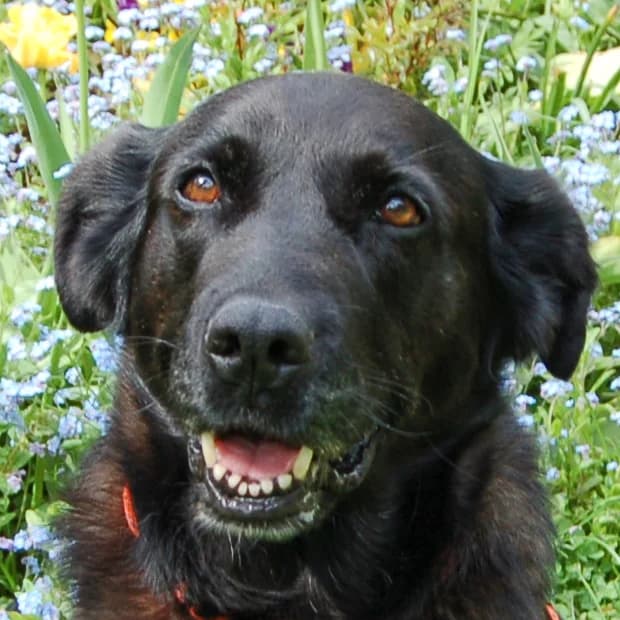 Dena, female 6yo Mixed Breed for adoption at Tierhilfe Franken e.V., Lauf