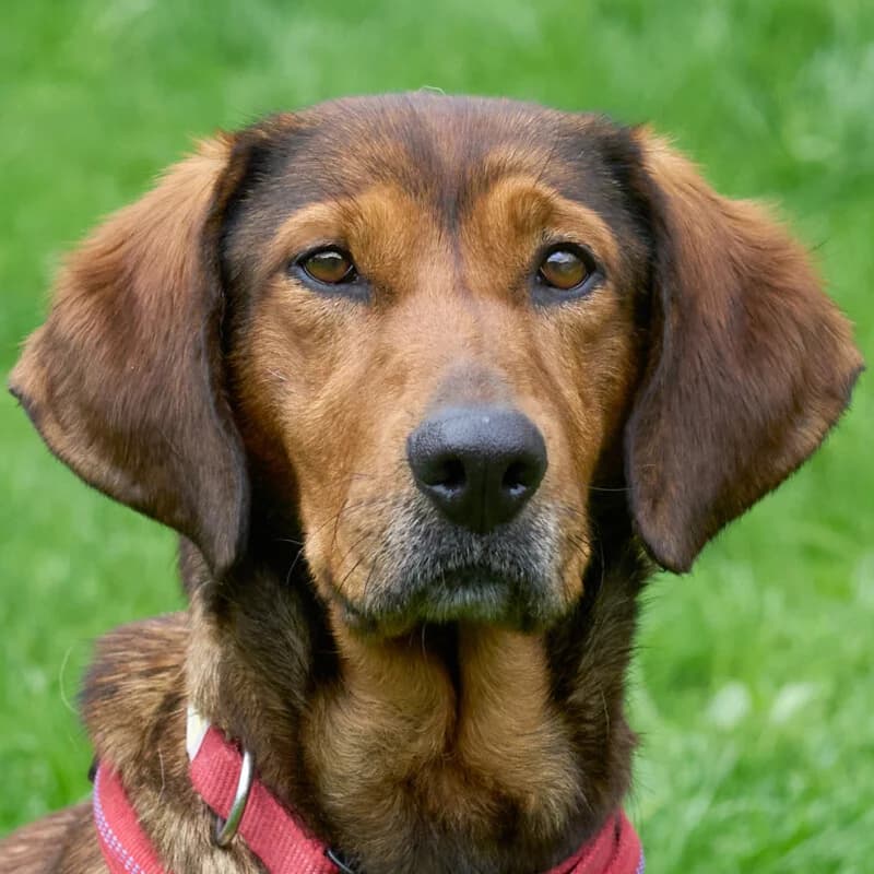 Una, female Mixed Breed for adoption at Tierhilfe Franken e.V., Lauf