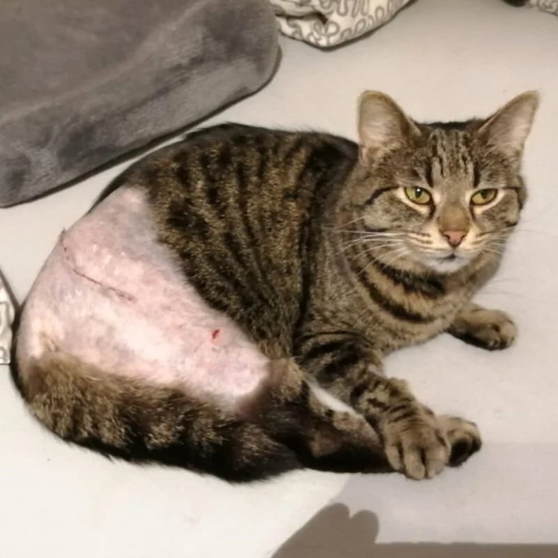 Julchen, 3yo Mixed Breed for adoption at Tierhilfe Franken e.V., Lauf