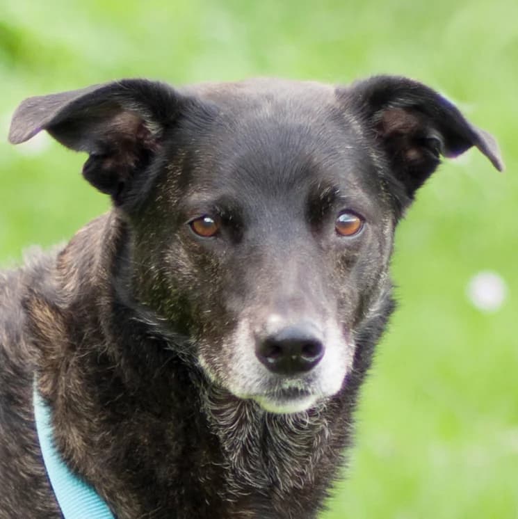 Patenhund * Freya, male Mixed Breed for adoption at Tierhilfe Franken e.V., Lauf