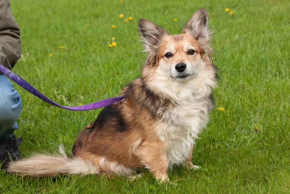 Bali, female puppy Mixed Breed for adoption at Tierhilfe Franken e.V., Lauf