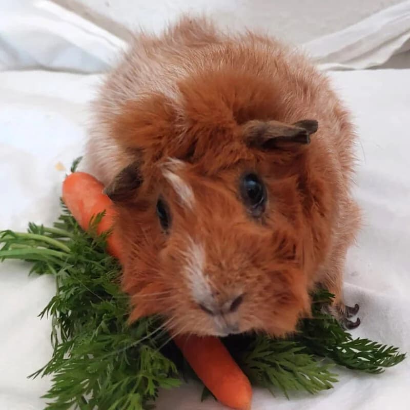 Patentier * Pumuckl, Mixed Breed for adoption at Tierhilfe Franken e.V.