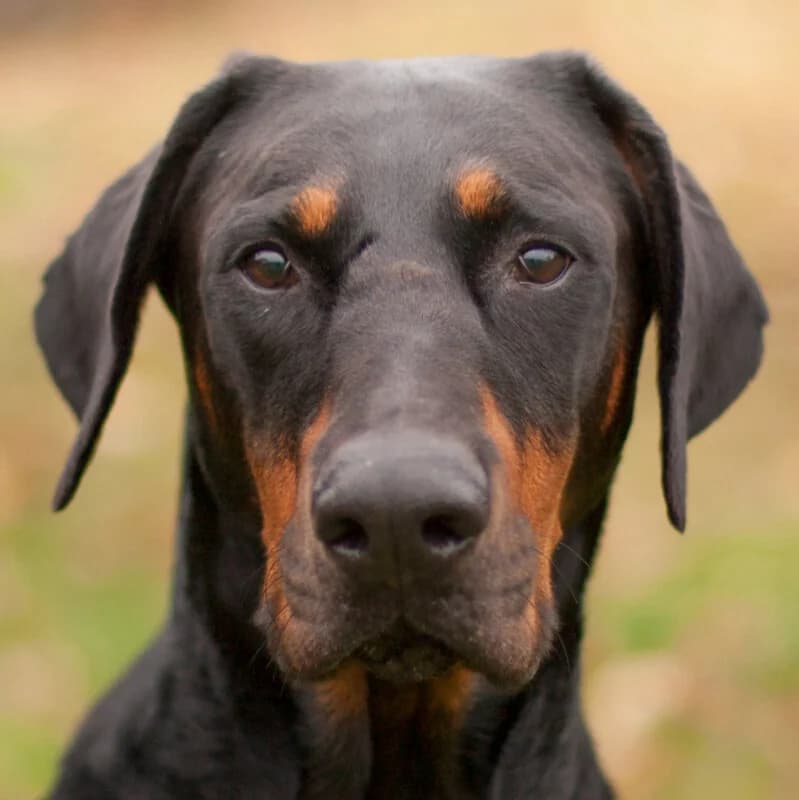 Neo –, male Mixed Breed for adoption at Tierhilfe Franken e.V., Lauf