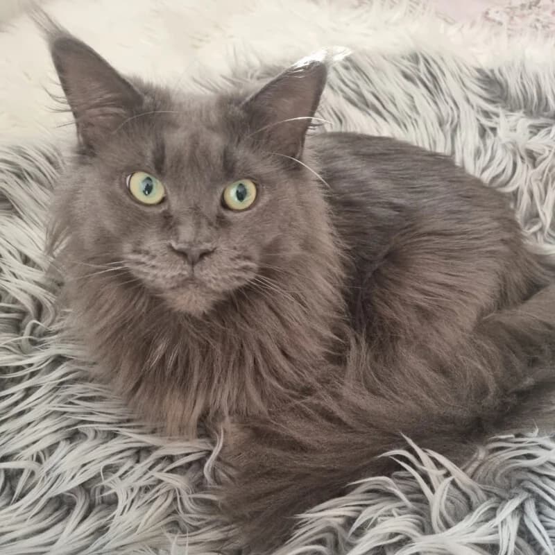 Chili, male Mixed Breed for adoption at Tierhilfe Franken e.V., Lauf