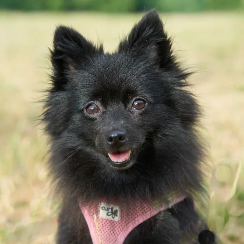 Bella Donna, Mixed Breed for adoption at Tierhilfe Franken e.V., Lauf