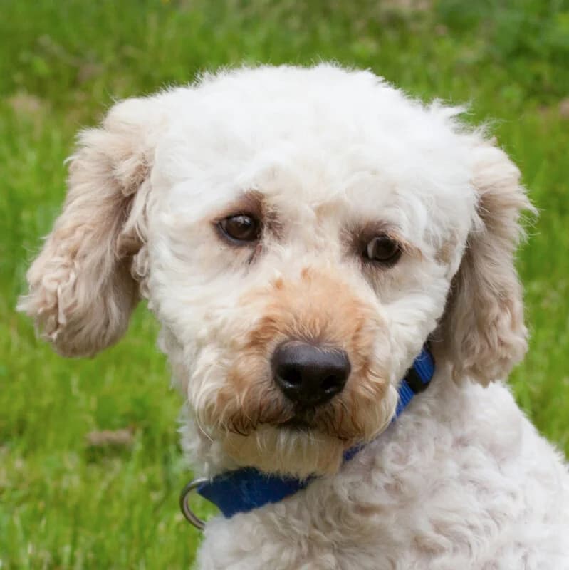 Philo Pu, female Mixed Breed for adoption at Tierhilfe Franken e.V., Lauf