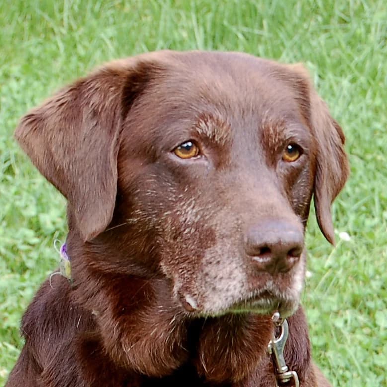 Lorella, female 6yo Mixed Breed for adoption at Tierhilfe Franken e.V., Lauf