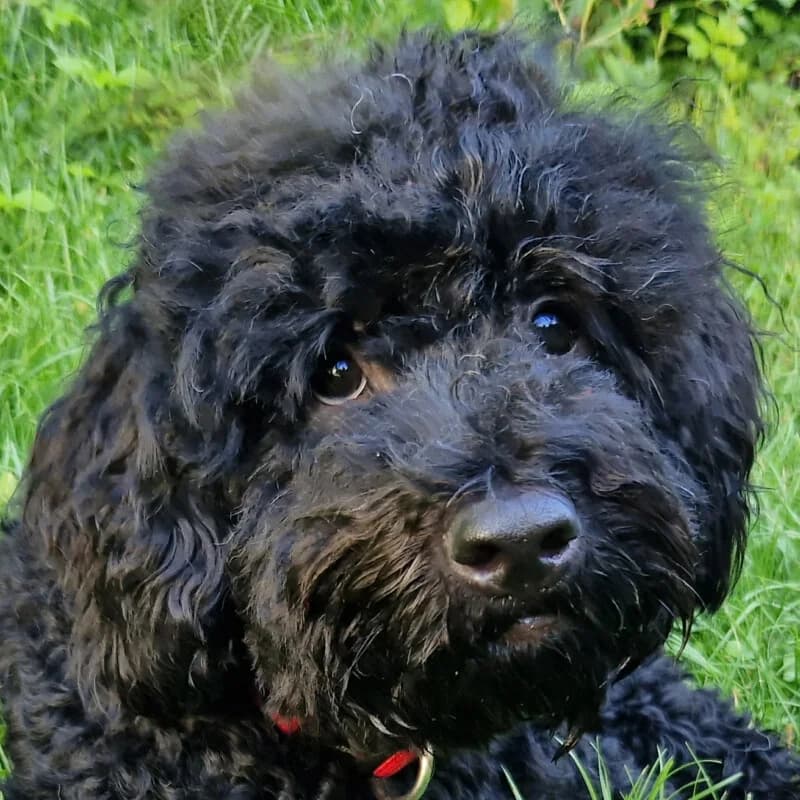 Talou, Mixed Breed for adoption at Tierhilfe Franken e.V., Lauf