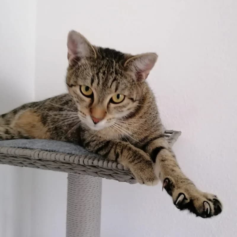 Mogli, male Mixed Breed for adoption at Tierhilfe Franken e.V., Lauf