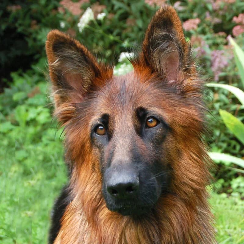 Minara, female Mixed Breed for adoption at Tierhilfe Franken e.V., Lauf