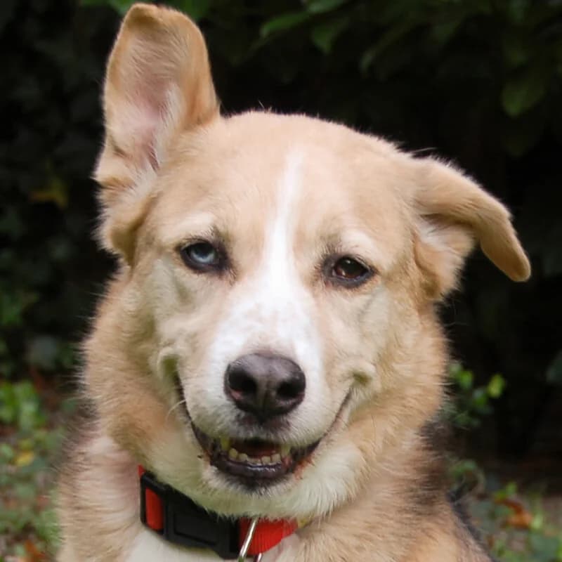 Patenhund * Sariah – mit Video, female young Mixed Breed for adoption at Tierhilfe Franken e.V., Lauf