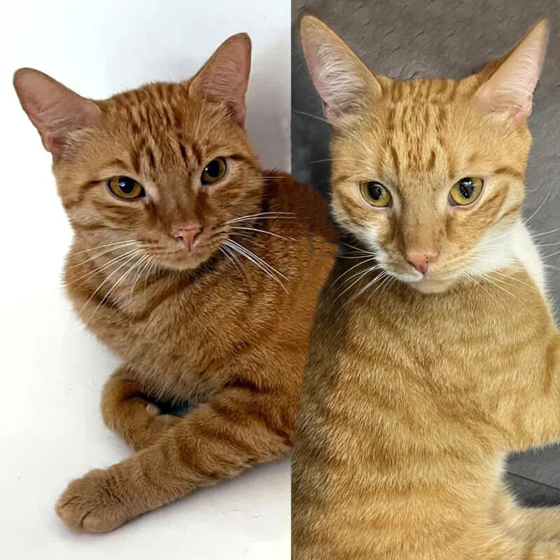 Paul &, male Mixed Breed for adoption at Tierhilfe Franken e.V., Lauf
